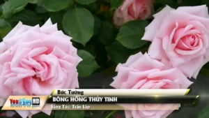 Bông Hồng Thủy Tinh (Rock Tone Nam) – Bức Tường