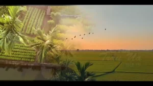 Cau Phai Trầu Úa – Thiên Tú