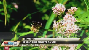 Để Nhớ Một Thời Ta Đã Yêu (Ver 2) – Bằng Kiều