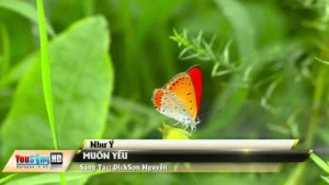 Muốn Yêu – Như Ý