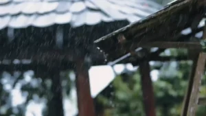 Nhẫn Tâm – An Vũ