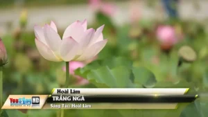 Trắng Ngà – Hoài Lâm
