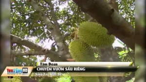 Chuyện Vườn Sầu Riêng – Tâm Đoan