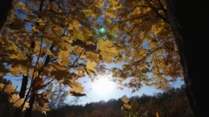 Lá Rơi Chiều Thu – Quang Vinh & Thành Đạt