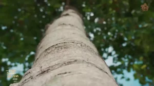 Thiên Duyên Tiền Định – Lâm Hùng & Thái Hiền