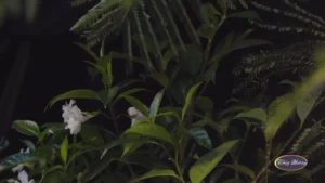 Tình Trong Kỷ Niệm – Thùy Hương