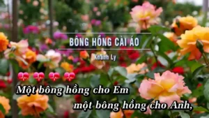 Bông Hồng Cài Áo – Khánh Ly