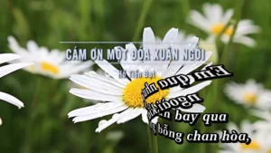 Cám Ơn Một Đóa Xuân Ngời – Hồ Tiến Đạt