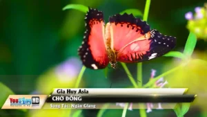 Chờ Đông – Gia Huy Asia