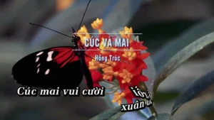 Cúc Và Mai – Hồng Trúc