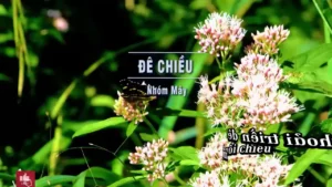 Đê Chiều – Nhóm Mây