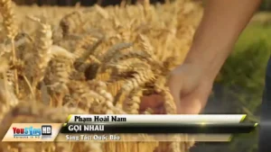 Gọi Nhau – Phạm Hoài Nam