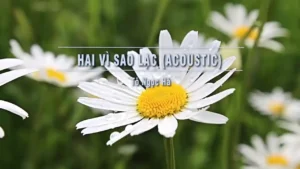 Hai Vì Sao Lạc (Acoustic) – Tô Ngọc Hà