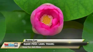 Hạnh Phúc Lang Thang – Hoàng Lan