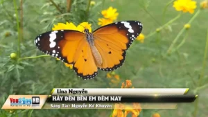 Hãy Đến Bên Em Đêm Nay – Lina Nguyễn