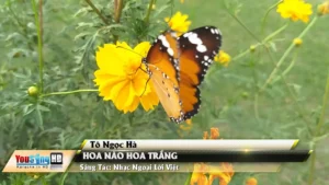 Hoa Nào Hoa Trắng – Tô Ngọc Hà