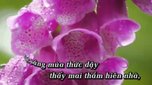 Mùa – Nguyễn Phương Quỳnh