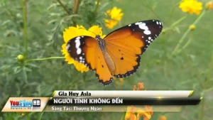 Người Tình Không Đến – Gia Huy Asia