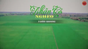 Nhẫn Cỏ Nghèo – Tuấn Quang