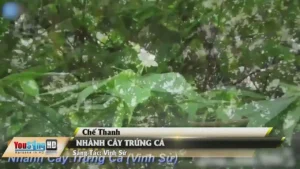 Nhành Cây Trứng Cá – Chế Thanh