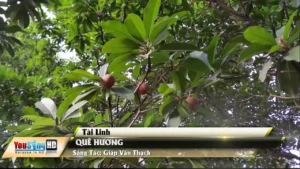 Quê Hương – Tài Linh