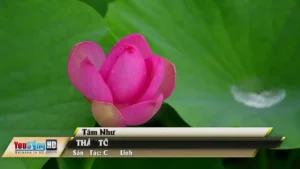 Thầy Tôi – Tâm Như