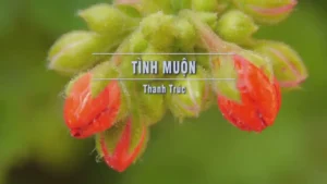 Tình Muộn – Thanh Trúc