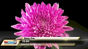 Từ Đó – Hồng Trúc